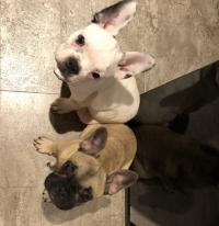 フレンチブルドック