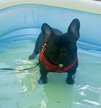 フレンチブルドック