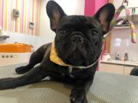 フレンチブルドック