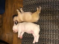 フレンチブルドック