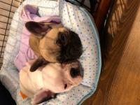 フレンチブルドック