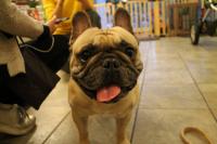 フレンチブルドック