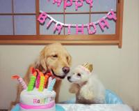 ゴールデンレトリバー