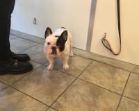 フレンチブルドック