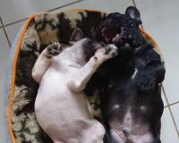 フレンチブルドック