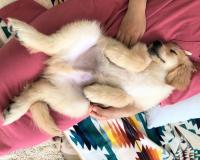 ゴールデンレトリバー