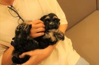 アメリカン・コッカースパニエル