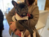 フレンチブルドック