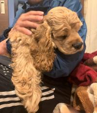 アメリカン・コッカースパニエル