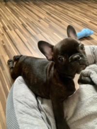 フレンチブルドック