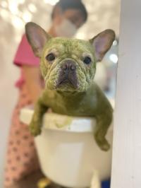 フレンチブルドック