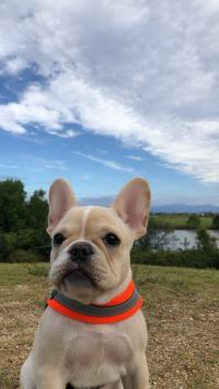 フレンチブルドック