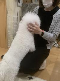 ビションフリーゼ