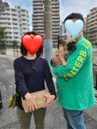 フレンチブルドック