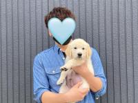 ゴールデンレトリバー