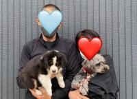 オーストラリアンシェパード