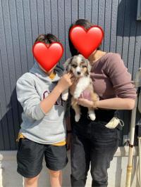 ミニチュア・アメリカン・シェパード