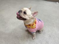 フレンチブルドック