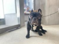 フレンチブルドック