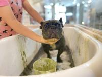 フレンチブルドック