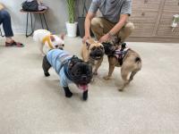 フレンチブルドック