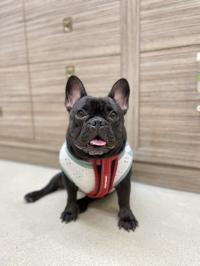 フレンチブルドック