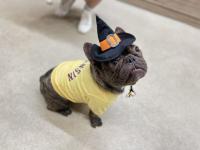 フレンチブルドック