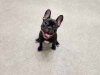 フレンチブルドック