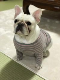 フレンチブルドック