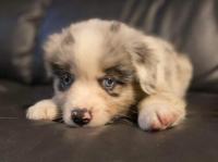 ミニチュア・アメリカン・シェパード