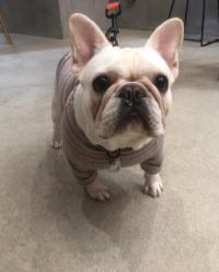 フレンチブルドック
