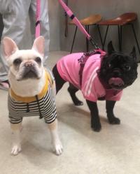 フレンチブルドック