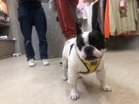 フレンチブルドック