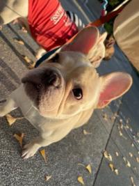 フレンチブルドック