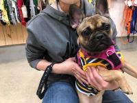 フレンチブルドック