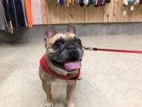 フレンチブルドック