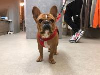 フレンチブルドック