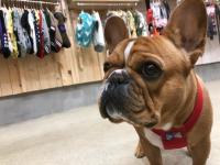 フレンチブルドック