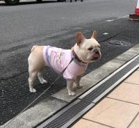 フレンチブルドック