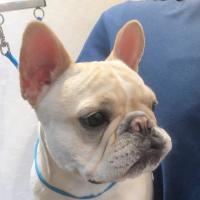 フレンチブルドック