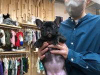 フレンチブルドック