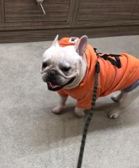 フレンチブルドック