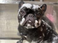 フレンチブルドック