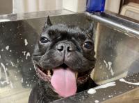 フレンチブルドック