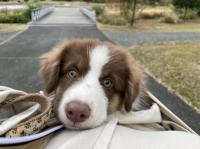 ミニチュア・アメリカン・シェパード