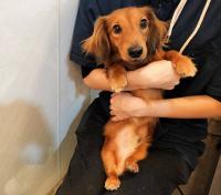 ミニチュアダックスフント