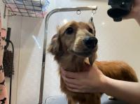 ミニチュアダックスフント