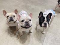 フレンチブルドック