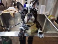 フレンチブルドック