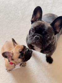 フレンチブルドック